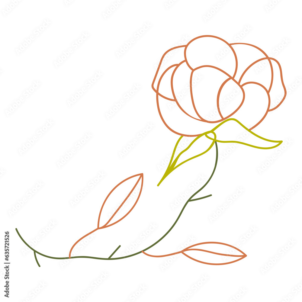 Rose flower illustration Rose flower illustration