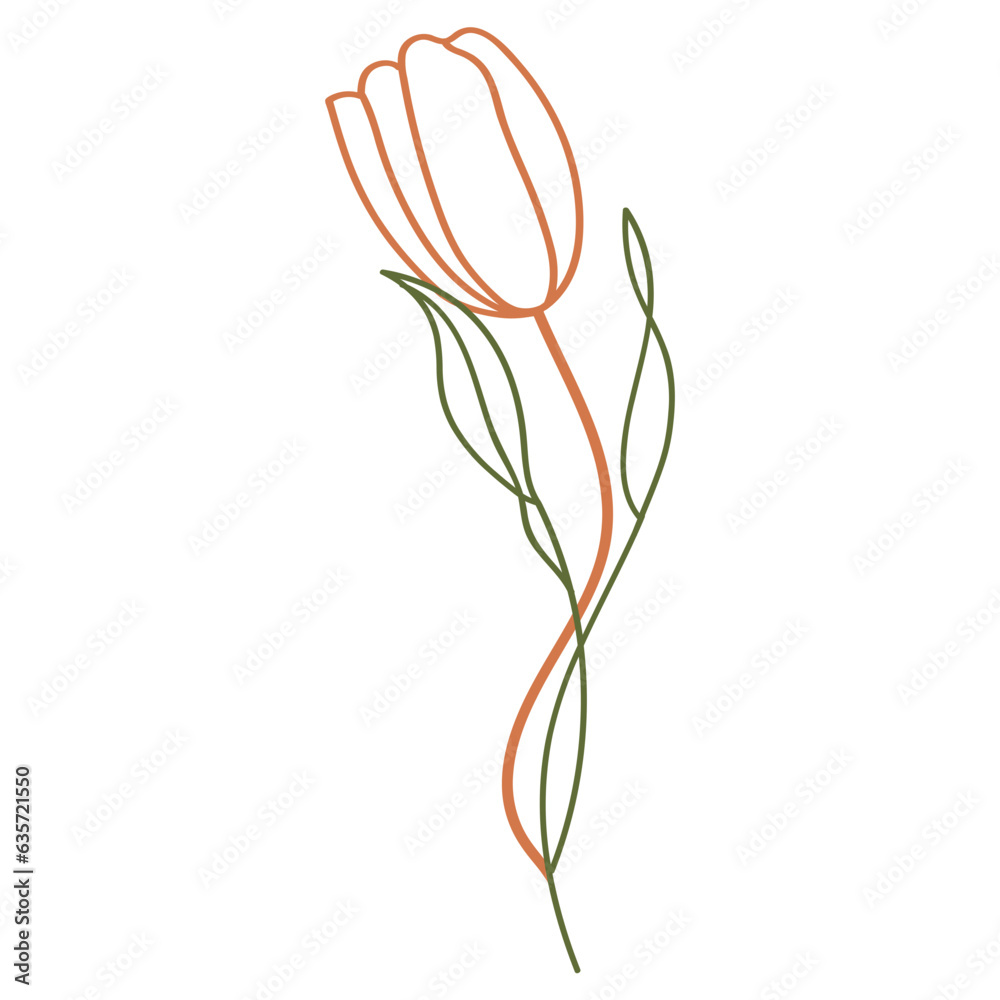 Tulip flower illustration Tulip flower illustration