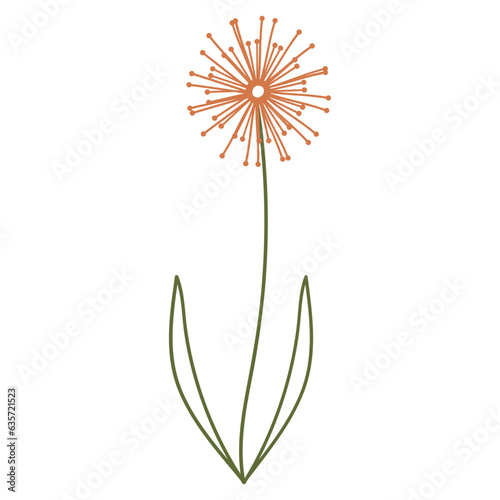 Tampopo flower illustration photo