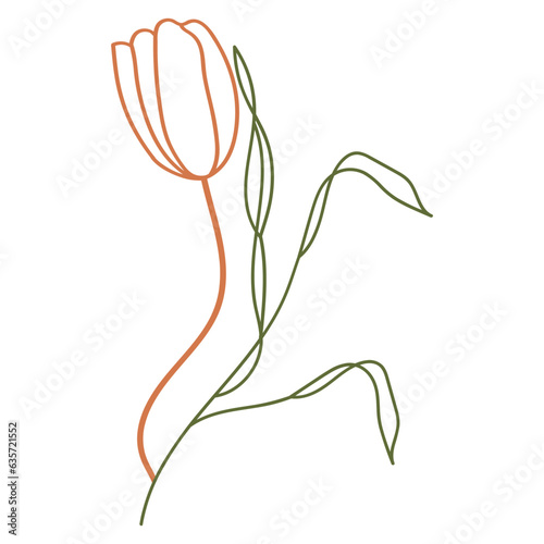 Tulip flower illustration © CrafteryCo.