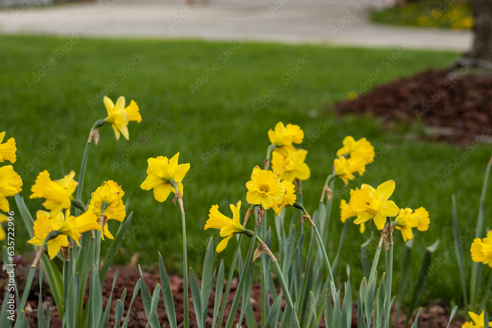 Obraz premium Daffodil