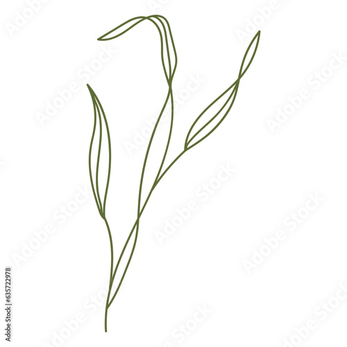 Plant leaves illustration