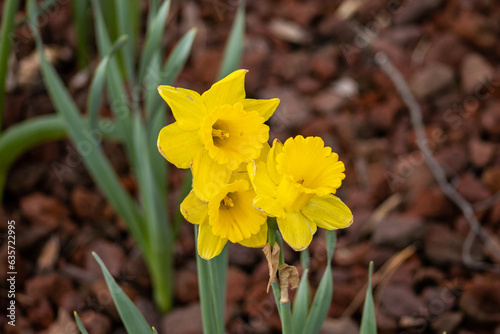 Daffodil