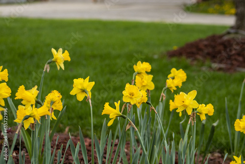 Daffodil