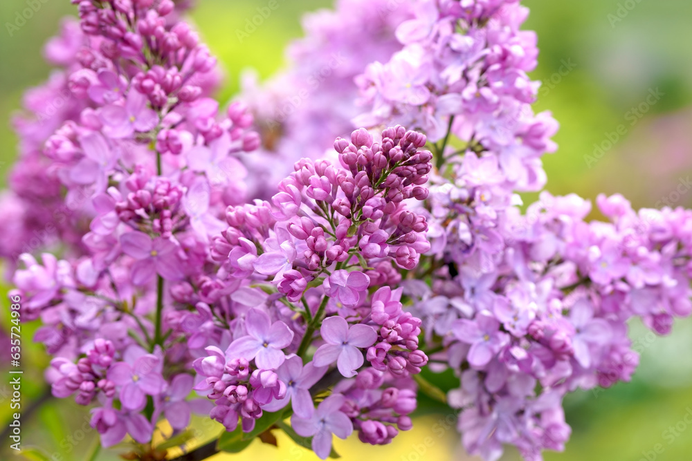 Lilac flowers branch. Floral background natural spring. Blossoming lilac flower bud. spring time color. Beautiful purple petal plant. Lilac flowers branch. Floral background natural spring. Blossoming lilac flower bud. spring time color. Beautiful purple petal plant.