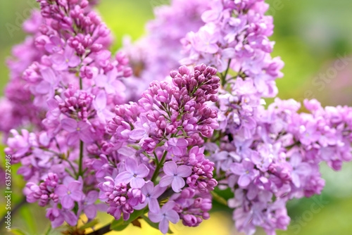 Lilac flowers branch. Floral background natural spring. Blossoming lilac flower bud. spring time color. Beautiful purple petal plant. © Irina Ukrainets