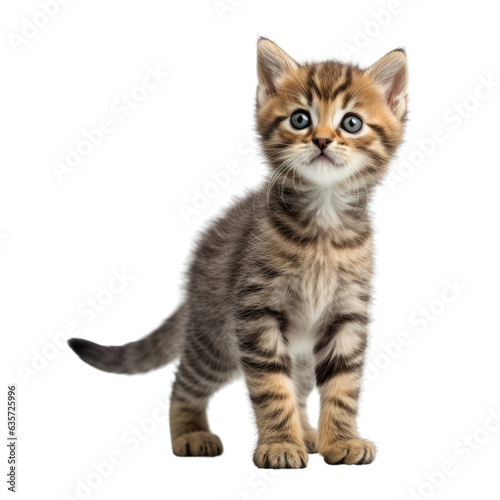 scottish fold cat isolated on transparent background cutout © Papugrat