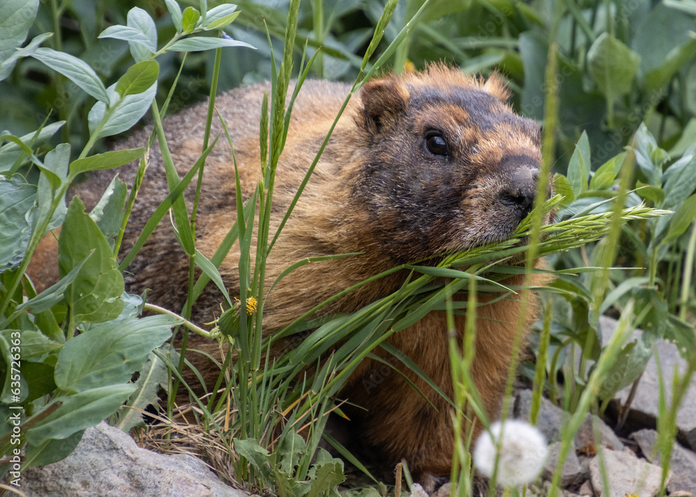 Fototapeta premium Marmot eating