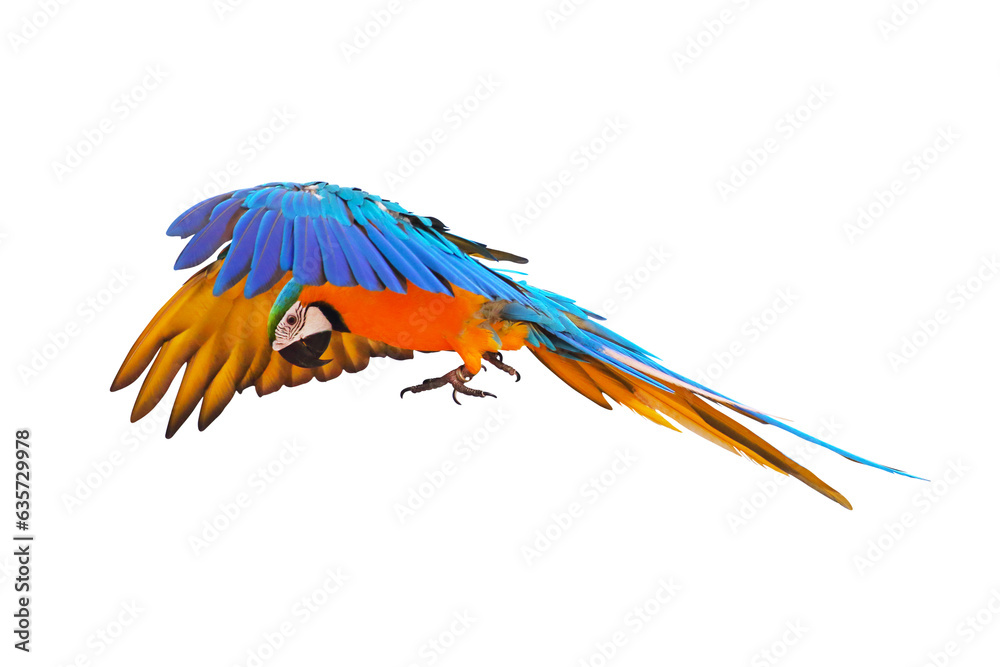 Obraz premium Colorful flying parrot isolated on transparent background png file