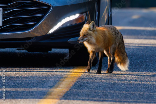 Fotografie Red fox (Vulpes vulpes) on the road in the way of traffic in Yellowstone National Park during spring