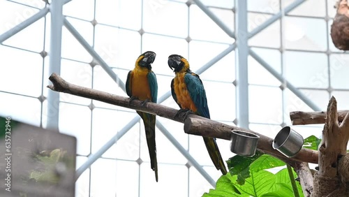 A pair of  Blue and Gold Macaws at the indoor forest in Dubai, United Arab Emirates photo