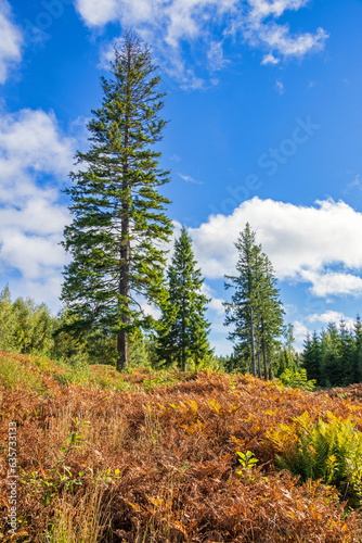 Spruce tree on a moor with ferns in autumn