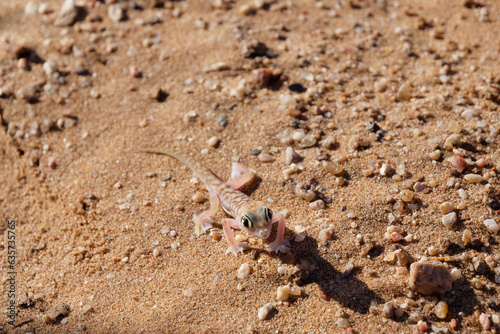 Small colorful lizard Sand Gecko also known as Namib web-footed gecko  Pachydactylus rangei  on the sand in the Namib Desert  Namibia