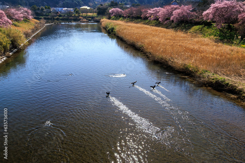 水面を滑走する格好良いカワウの群れ　
静岡県賀茂郡下賀茂、みなみの桜と菜の花まつり
 photo