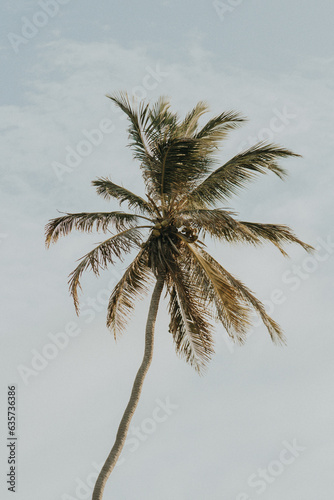 Coconut tree on a beach at dusk, with calm winds moving its straws.