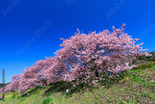 美味しい河津桜と菜の花の景色 静岡県賀茂郡下賀茂、みなみの桜と菜の花まつり 