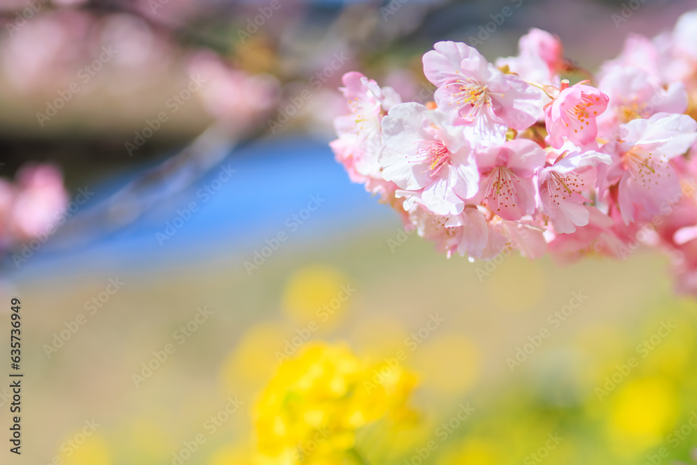 美味しい河津桜と菜の花の景色　
静岡県賀茂郡下賀茂、みなみの桜と菜の花まつり
