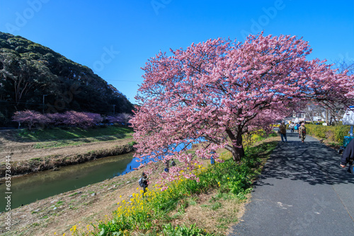 美味しい河津桜と菜の花の景色 静岡県賀茂郡下賀茂、みなみの桜と菜の花まつり 
