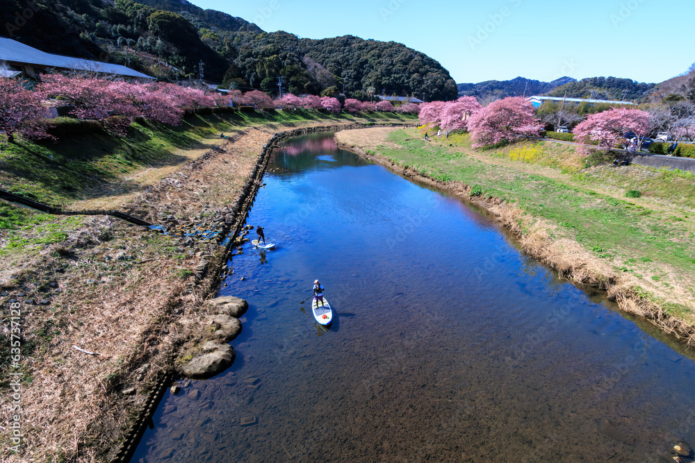 美味しい河津桜と菜の花の景色　
静岡県賀茂郡下賀茂、みなみの桜と菜の花まつり
