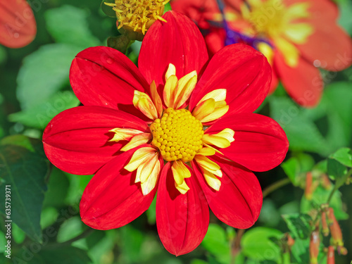 Beautiful red and yellow Dahlia flower, variety Ann Breckenfelder photo