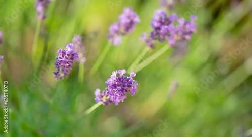 closeup on lavender flower blooming in a garden