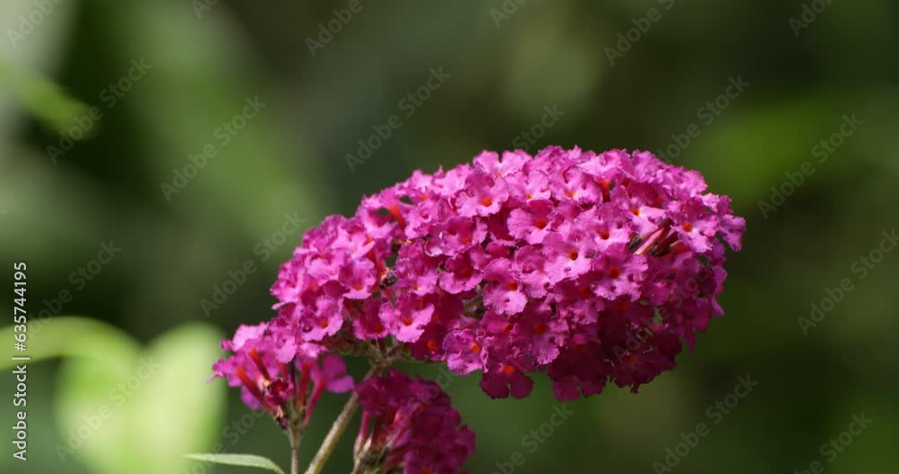 Butterfly with damaged wings, red admiral (Vanessa atalanta), collecting nectar on butterfly-bush (Buddleja davidii) flower, Lower Saxony, Germany, Europe Butterfly with damaged wings, red admiral (Vanessa atalanta), collecting nectar on butterfly-bush (Buddleja davidii) flower, Lower Saxony, Germany, Europe