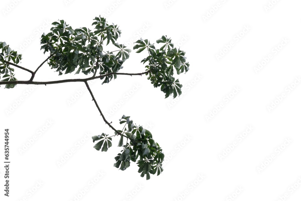 Fototapeta premium Kapok tree with leaves and branches on white isolated background for green foliage backdrop