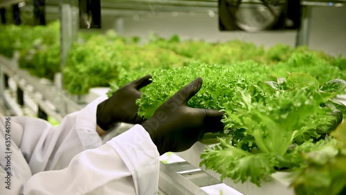 An employee in black gloves reviews and corrects the leaves of the salad on the hydroponics farm