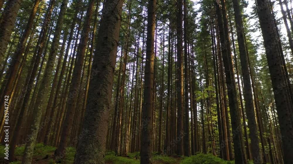 Forest Depth: Unveiling the Morning Beauty of the Mountainous Woods Forest Depth: Unveiling the Morning Beauty of the Mountainous Woods