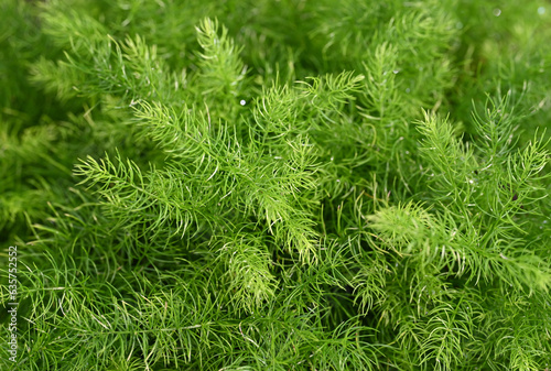 Natural background of Asparagus Densiflorus, Asparagus fern plants. A small green leaves in the tropical garden. Ornamental and ground cover plants for decorating in the garden.