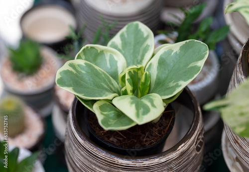 Close-up of Peperomia Obtusifolia Variegated, a small succulent plant with variegated leaves. Ornamental plants for decorating in the garden or room decor.