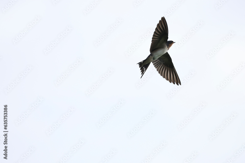 Obraz premium Barn Swallow in flight in the sky 