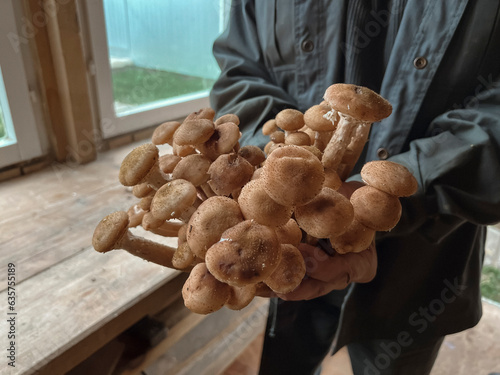 Men's hands hold and stretch fresh mushrooms into the camera. Mushroom season photo