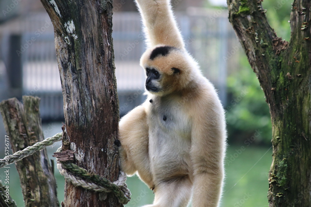 Obraz premium Gibbonaffe Mr. Gibb