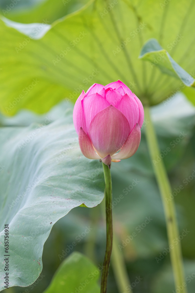 A deep pink lotus flower bud found in a pond. Nelumbo nucifera A deep pink lotus flower bud found in a pond. Nelumbo nucifera