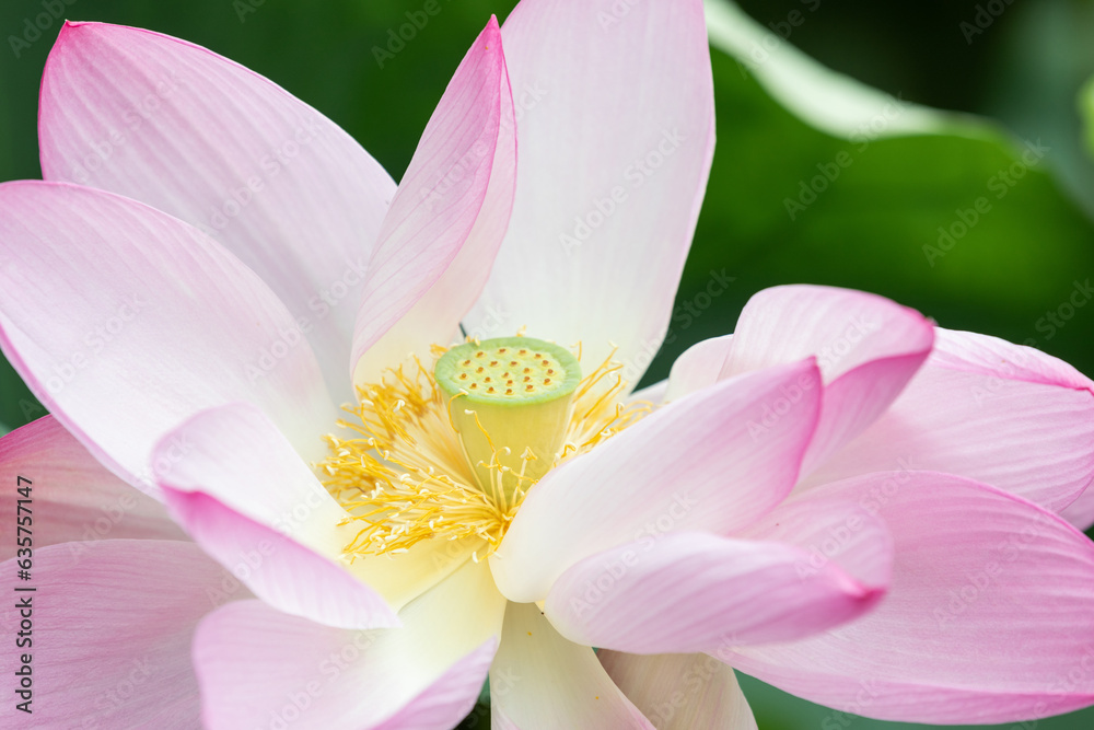 I found a bright pink lotus flower in full bloom in a pond. Nelumbo nucifera I found a bright pink lotus flower in full bloom in a pond. Nelumbo nucifera