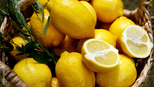 Ripe lemons in a wicker basket. Wicker basket with lemons in the garden.