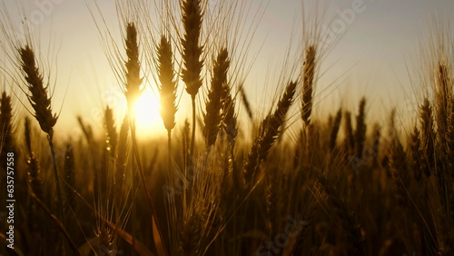 Ears of golden wheat sunset field. agriculture  agricultural farm. golden pure wheat field over blue sky summer morning  landscape wheat summer field sun sky nature  rustic background  lifestyle