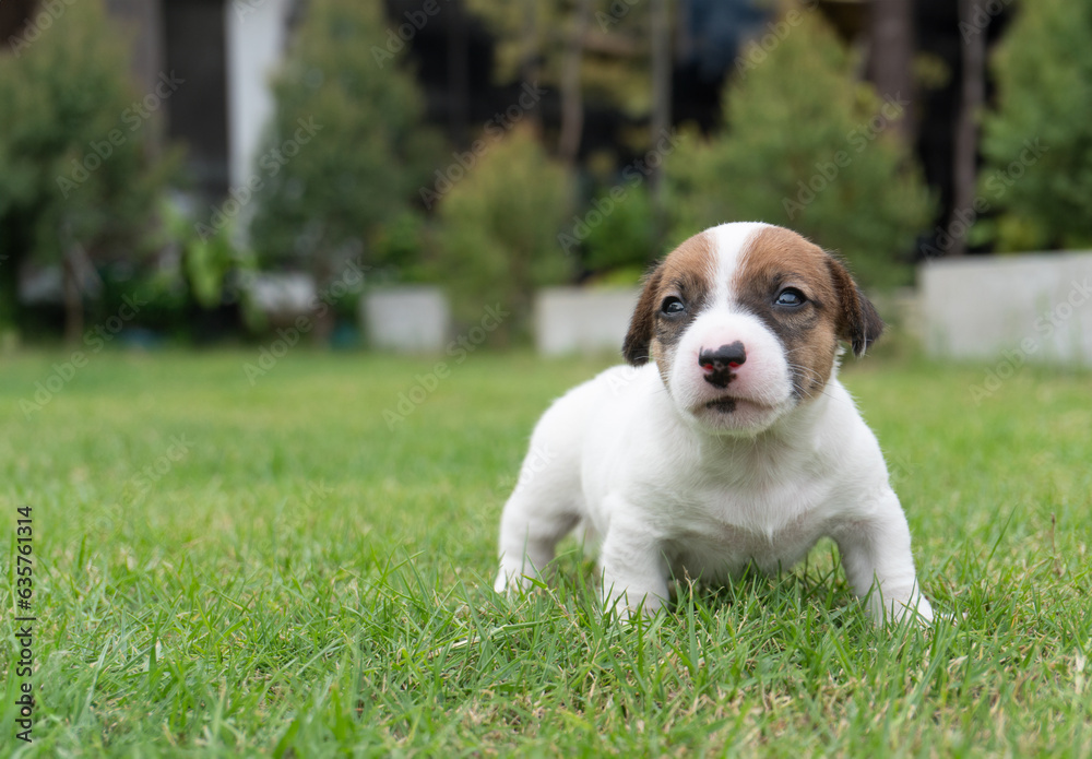 puppy dog Jack russel terrier on lawn near house. Happy Dog with serious gaze on face