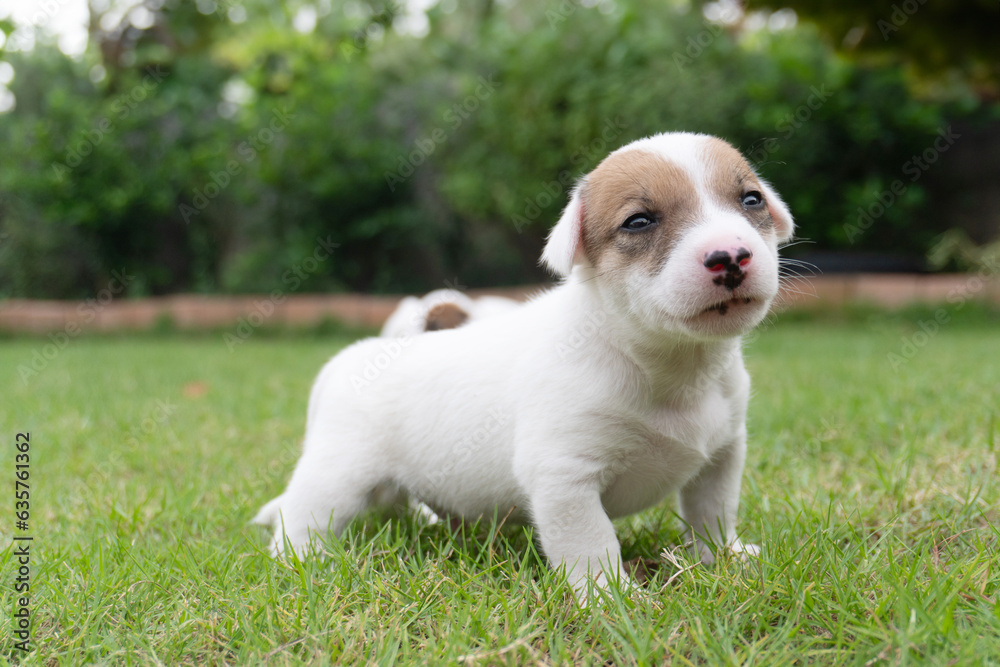puppy dog Jack russel terrier on lawn near house. Happy Dog with serious gaze on face