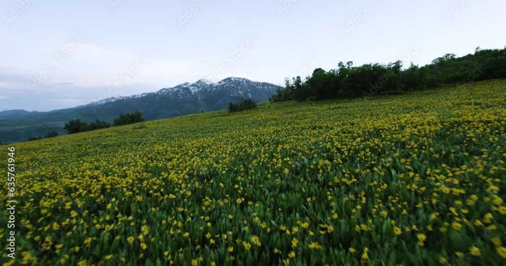 Breathtaking Yellow Wildflower Field in Utah Wasatch Mountains, Aerial Drone Flight Breathtaking Yellow Wildflower Field in Utah Wasatch Mountains, Aerial Drone Flight