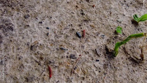 Sliding shot of wild baby red scarlet tractor millipedes on forest floor in Gambia, West Sub-Saharan Africa photo