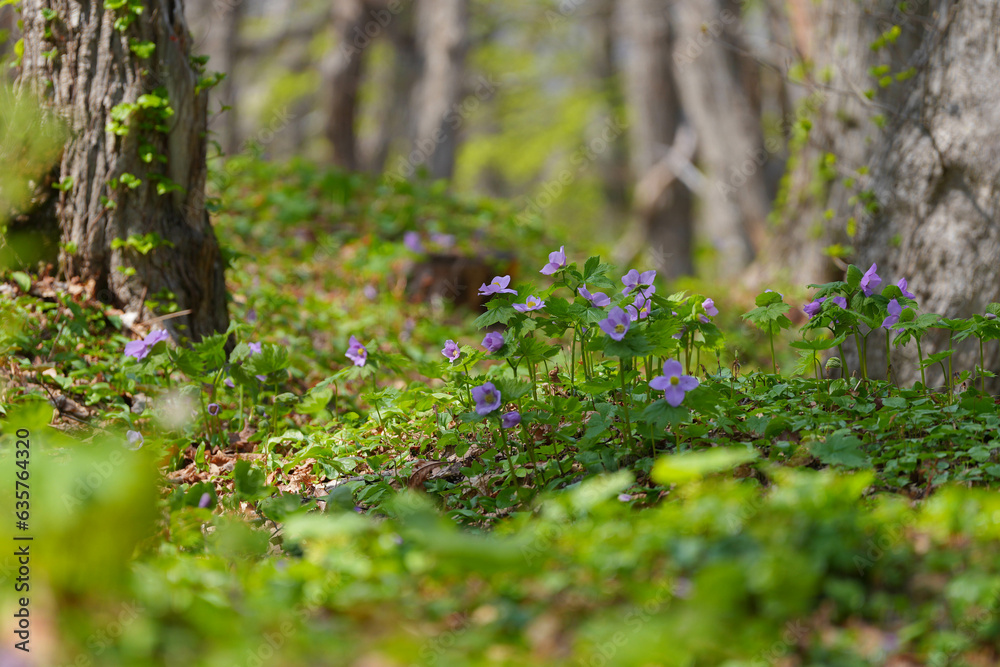 Naklejka premium シラネアオイ