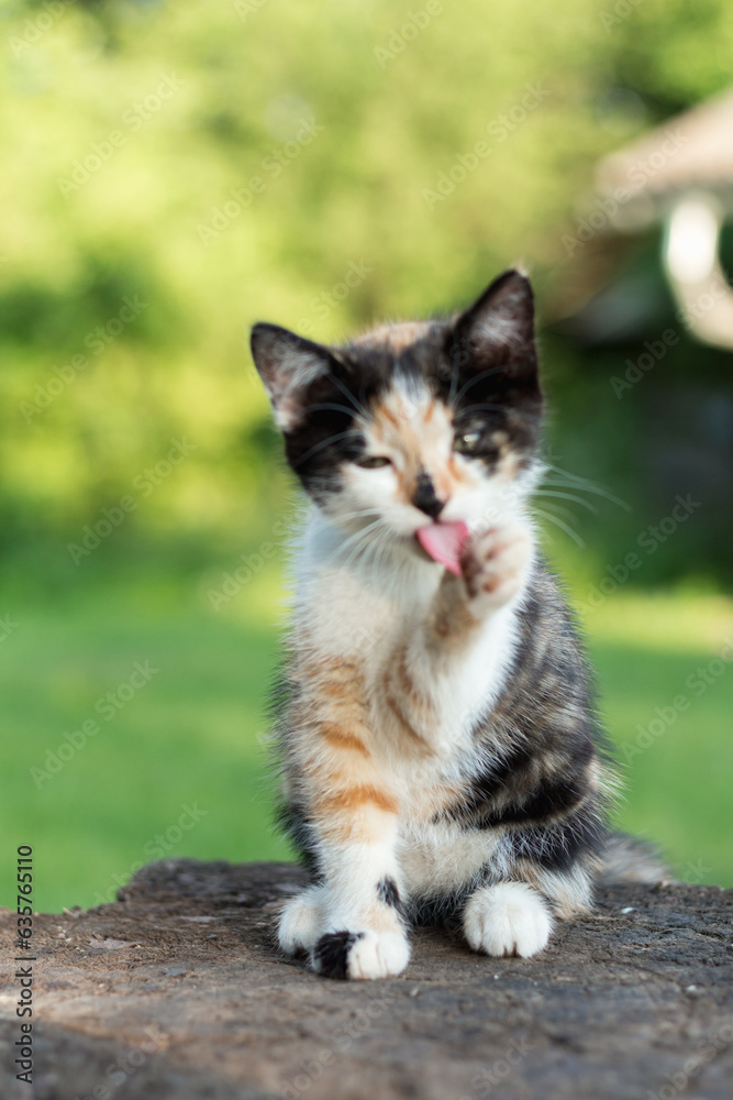 tricolor kitten tricolor kitten