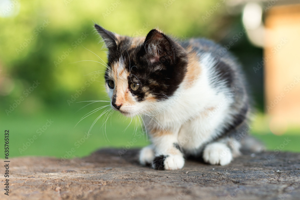 tricolor kitten tricolor kitten