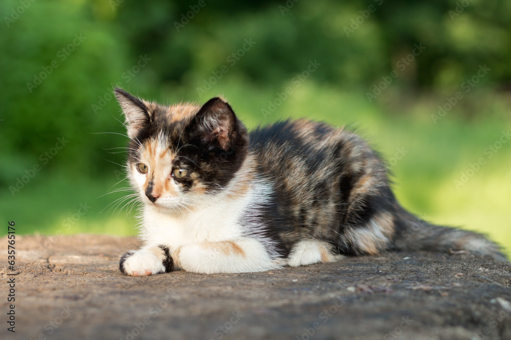 tricolor kitten