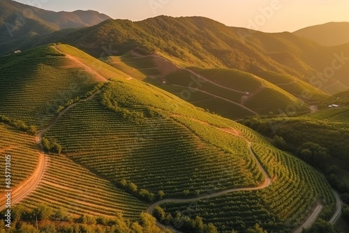 Aerial view of vineyards on a mountain slope. Sunbeams, sunset, winemaking concept generative ai