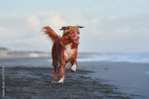 red dog runs along the beach. Nova Scotia duck tolling retriever on sea © Anna Averianova