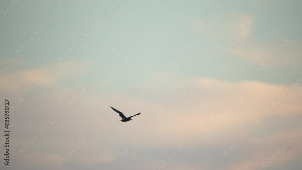 A flock of seagulls fly fishing and dolphins swim in the sea. Warm sunset sky over the ocean. Silhouettes of seagulls flying in slow motion with the sea in the background at sunset. Evening. Nobody. A flock of seagulls fly fishing and dolphins swim in the sea. Warm sunset sky over the ocean. Silhouettes of seagulls flying in slow motion with the sea in the background at sunset. Evening. Nobody.