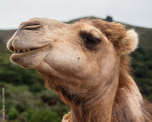 African camel head smiling with happiness